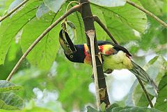 Collared Aracari